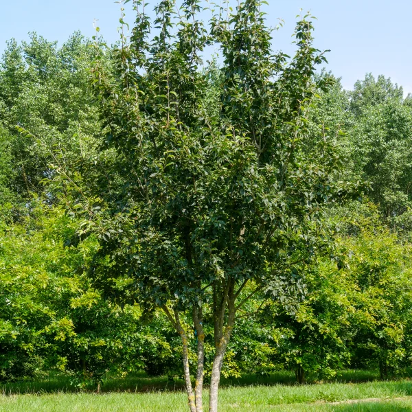 Xotiningiz bilan jinsiy aloqa pozitsiyalari Semiz xotinning fotosurati